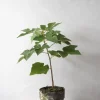 PLANT Kærlighedstræ (Fingerblad) New