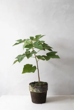 PLANT Kærlighedstræ (Fingerblad) New