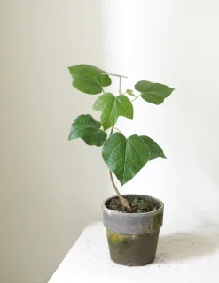 PLANT Kærlighedstræ (Fingerblad) New