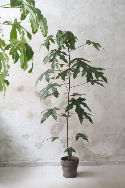 PLANT Kærlighedstræ (Fingerblad) medium Hot