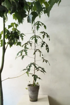 PLANT Kærlighedstræ (Fingerblad) medium Hot
