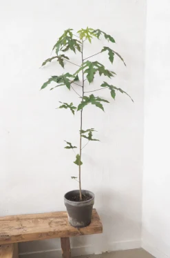 PLANT Kærlighedstræ (Fingerblad) medium Hot
