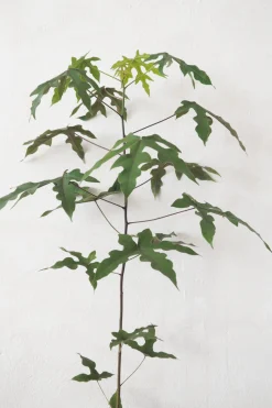 PLANT Kærlighedstræ (Fingerblad) medium Hot