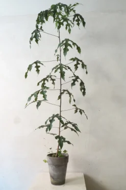 PLANT Kærlighedstræ (Fingerblad) medium Hot