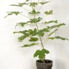 PLANT Kærlighedstræ (Fingerblad) medium