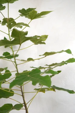 PLANT Kærlighedstræ (Fingerblad) medium