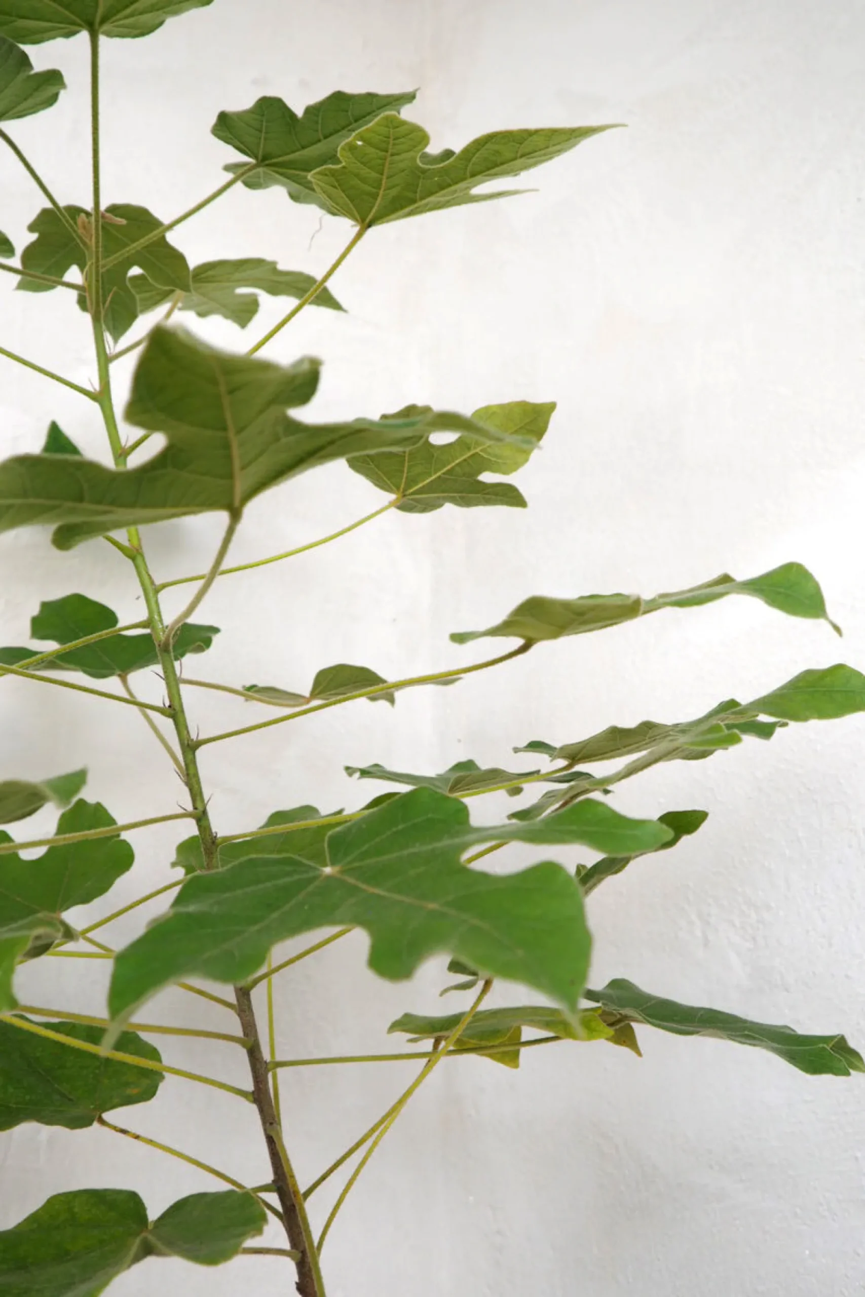 PLANT Kærlighedstræ (Fingerblad) medium