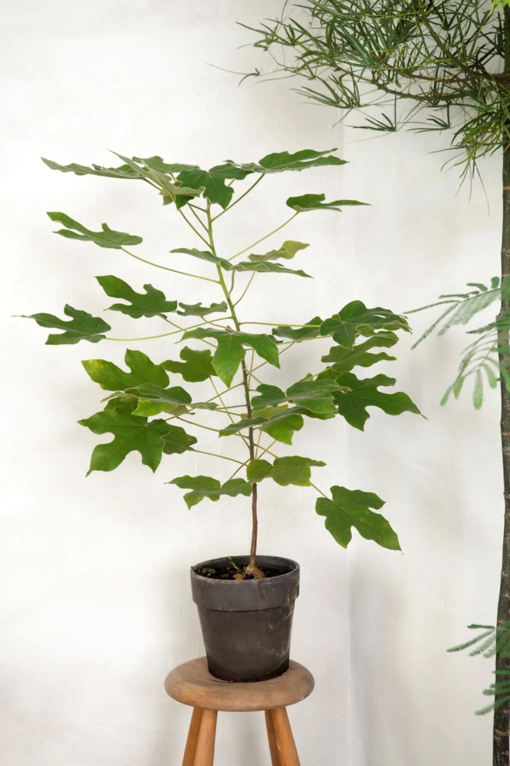 PLANT Kærlighedstræ (Fingerblad) medium
