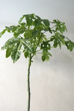 PLANT Kærlighedstræ (Fingerblad) stor Discount
