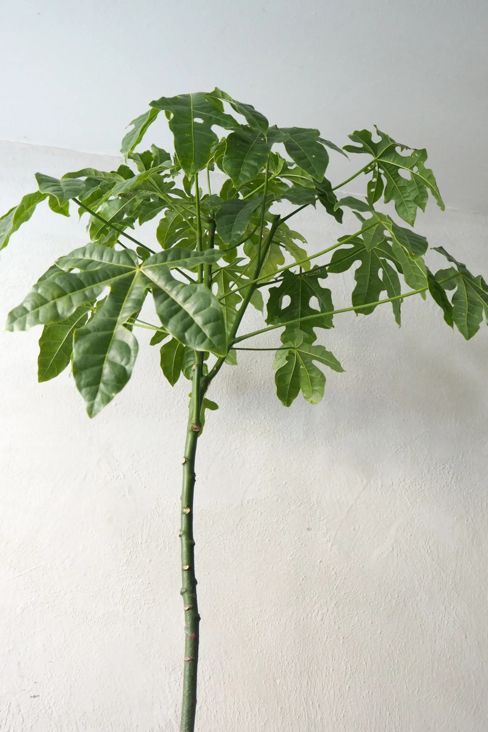 PLANT Kærlighedstræ (Fingerblad) stor Discount