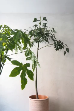 PLANT Kærlighedstræ (Fingerblad) stor Discount