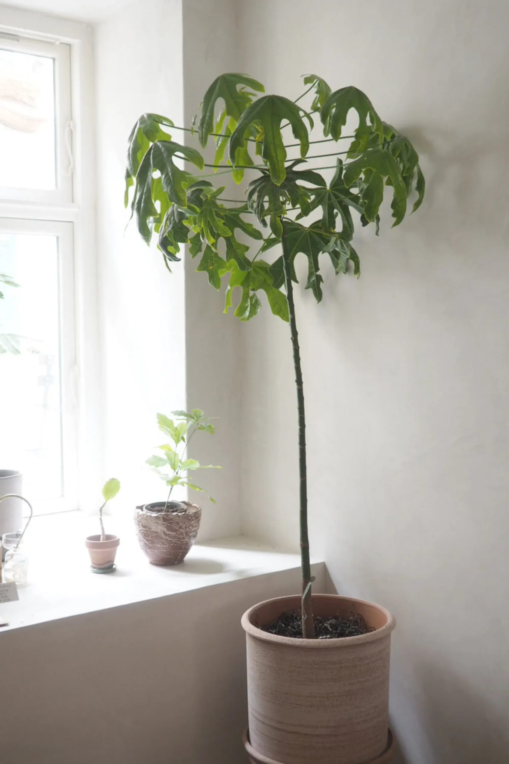 PLANT Kærlighedstræ (Fingerblad) stor Discount