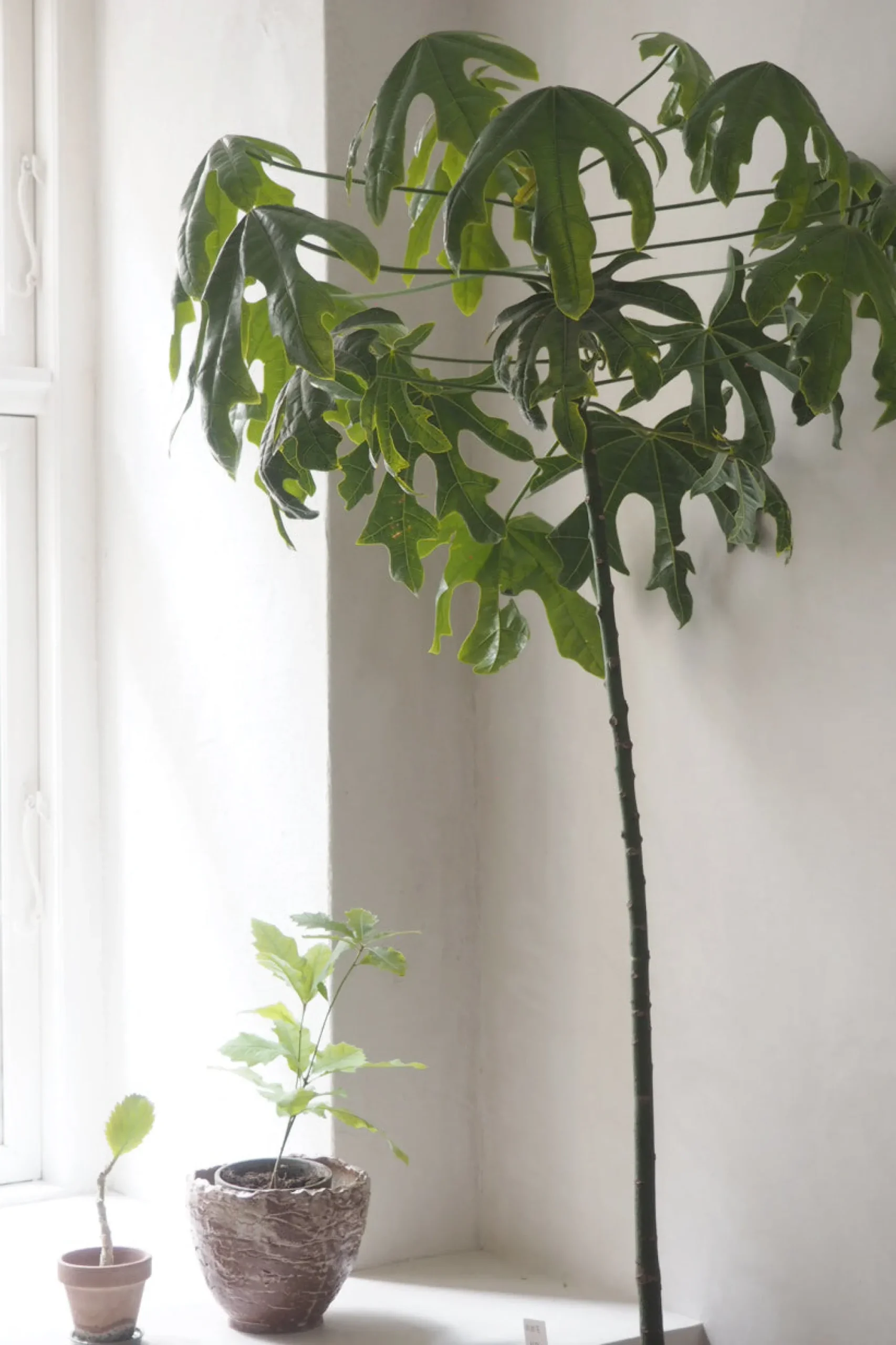 PLANT Kærlighedstræ (Fingerblad) stor Discount