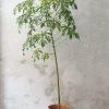 PLANT Kærlighedstræ (fingerblad) stor I Outlet
