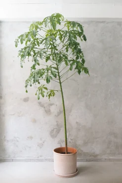 PLANT Kærlighedstræ (fingerblad) stor I Outlet