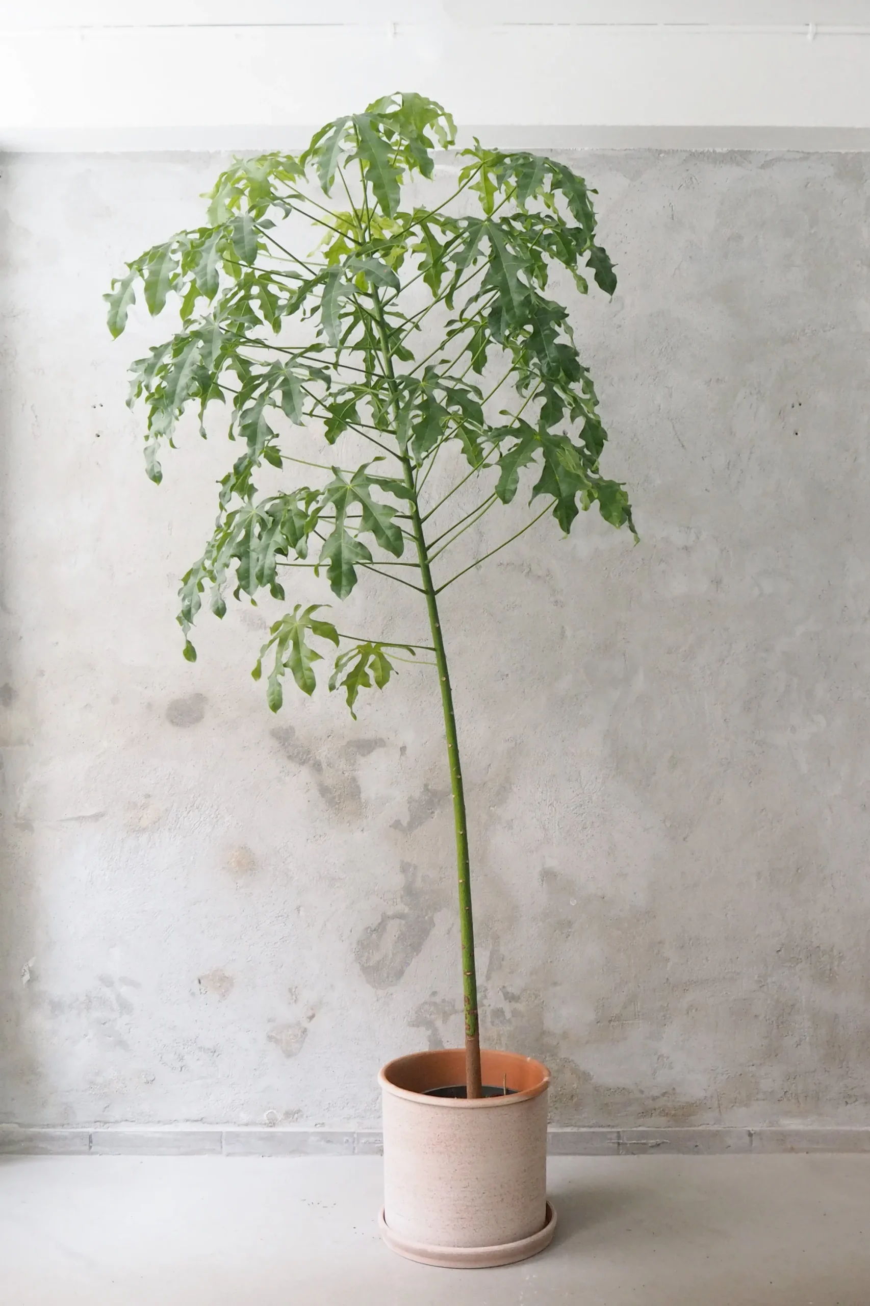 PLANT Kærlighedstræ (fingerblad) stor I Outlet