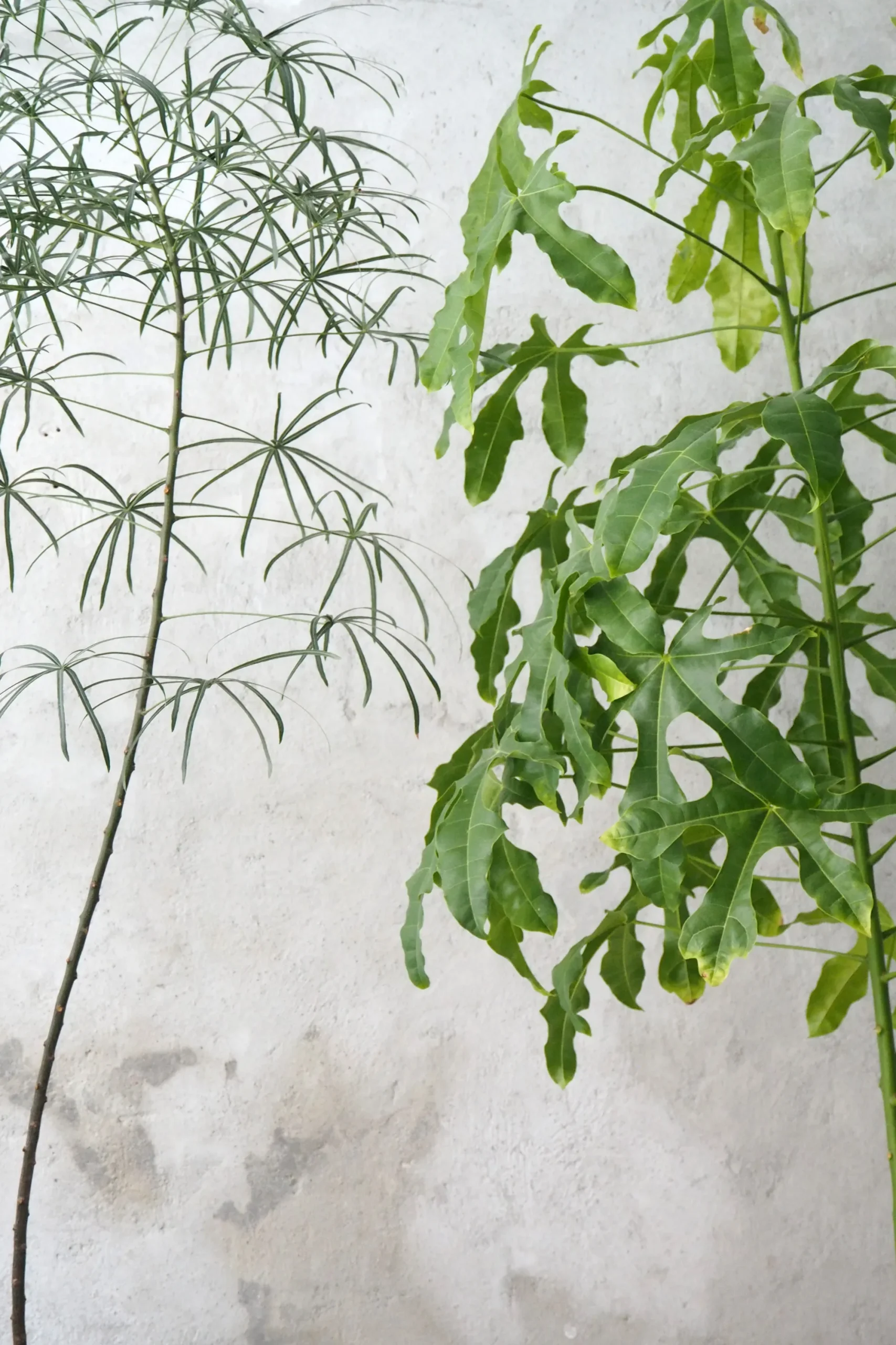 PLANT Kærlighedstræ (fingerblad) stor I Outlet