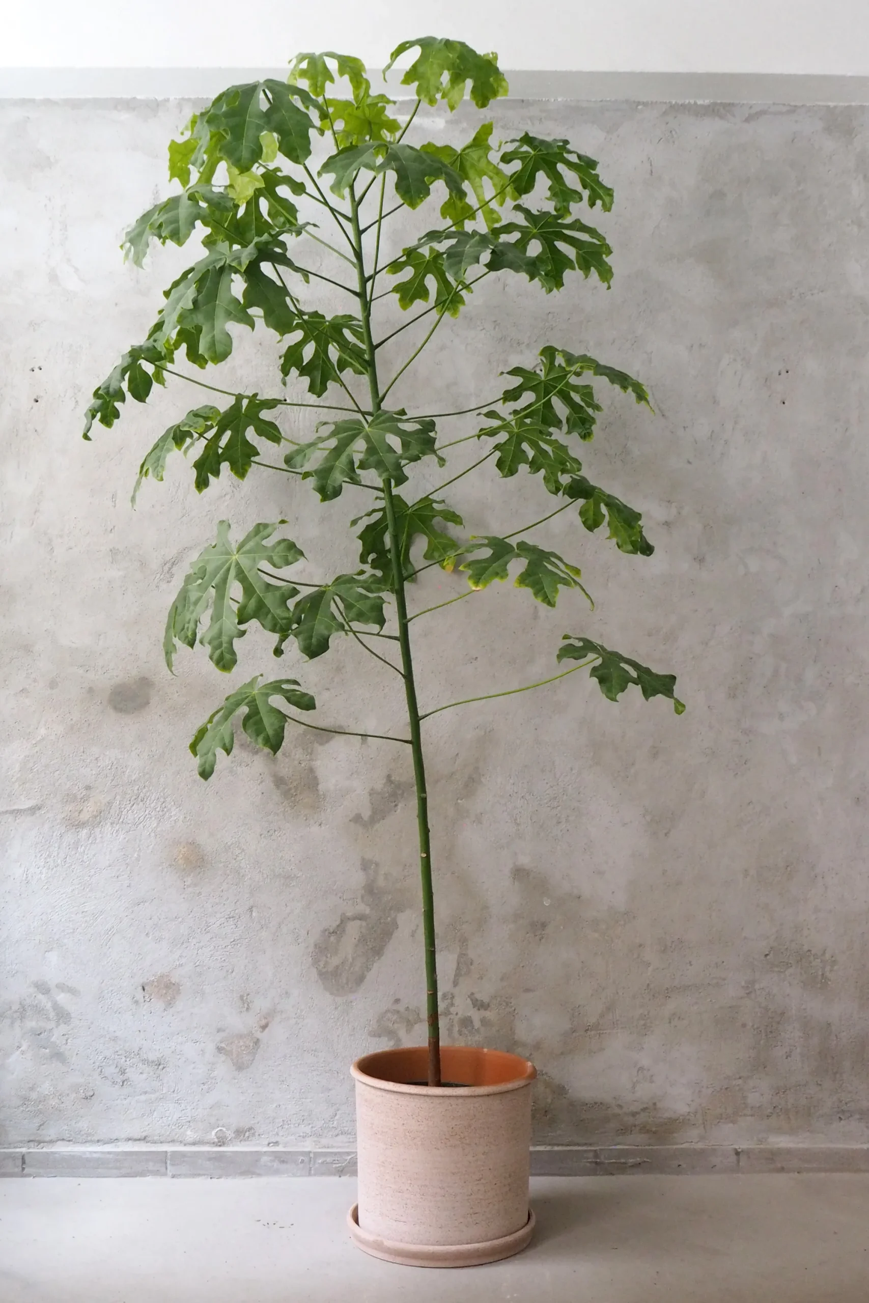PLANT Kærlighedstræ (fingerblad) stor I Outlet