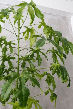 PLANT Kærlighedstræ (fingerblad) stor I Outlet