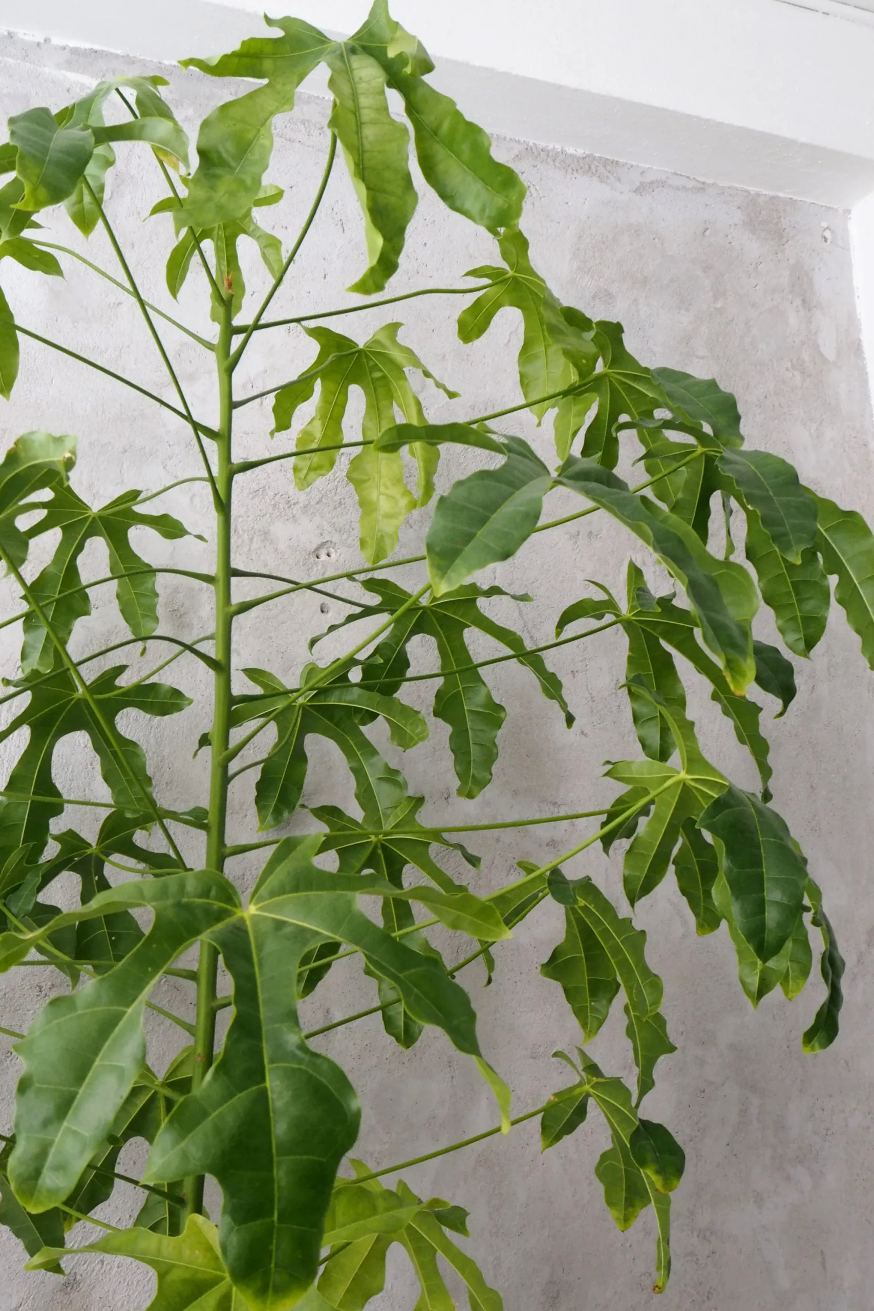 PLANT Kærlighedstræ (fingerblad) stor I Outlet
