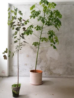 PLANT Kærlighedstræ (fingerblad) stor I Outlet