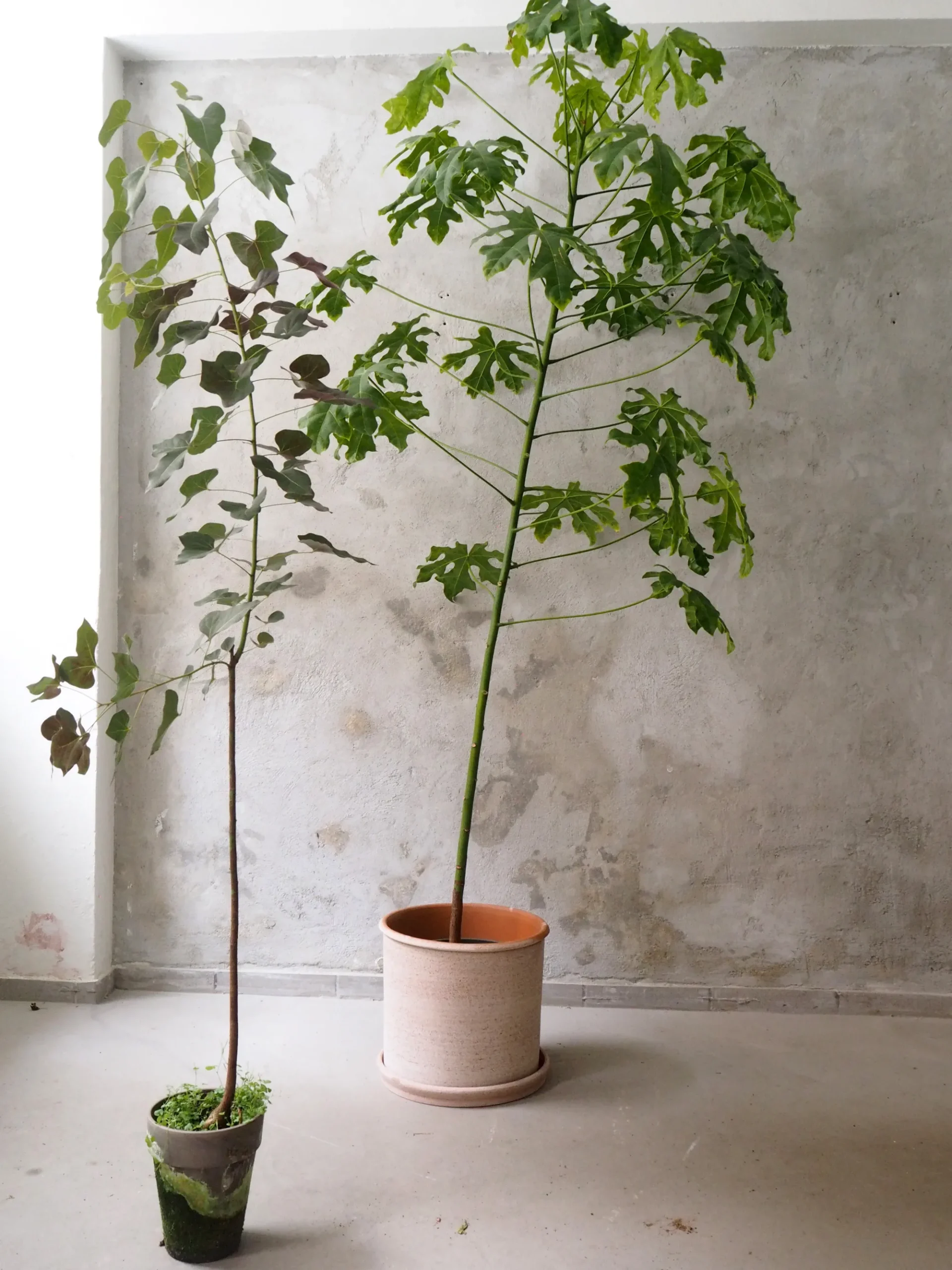 PLANT Kærlighedstræ (fingerblad) stor I Outlet