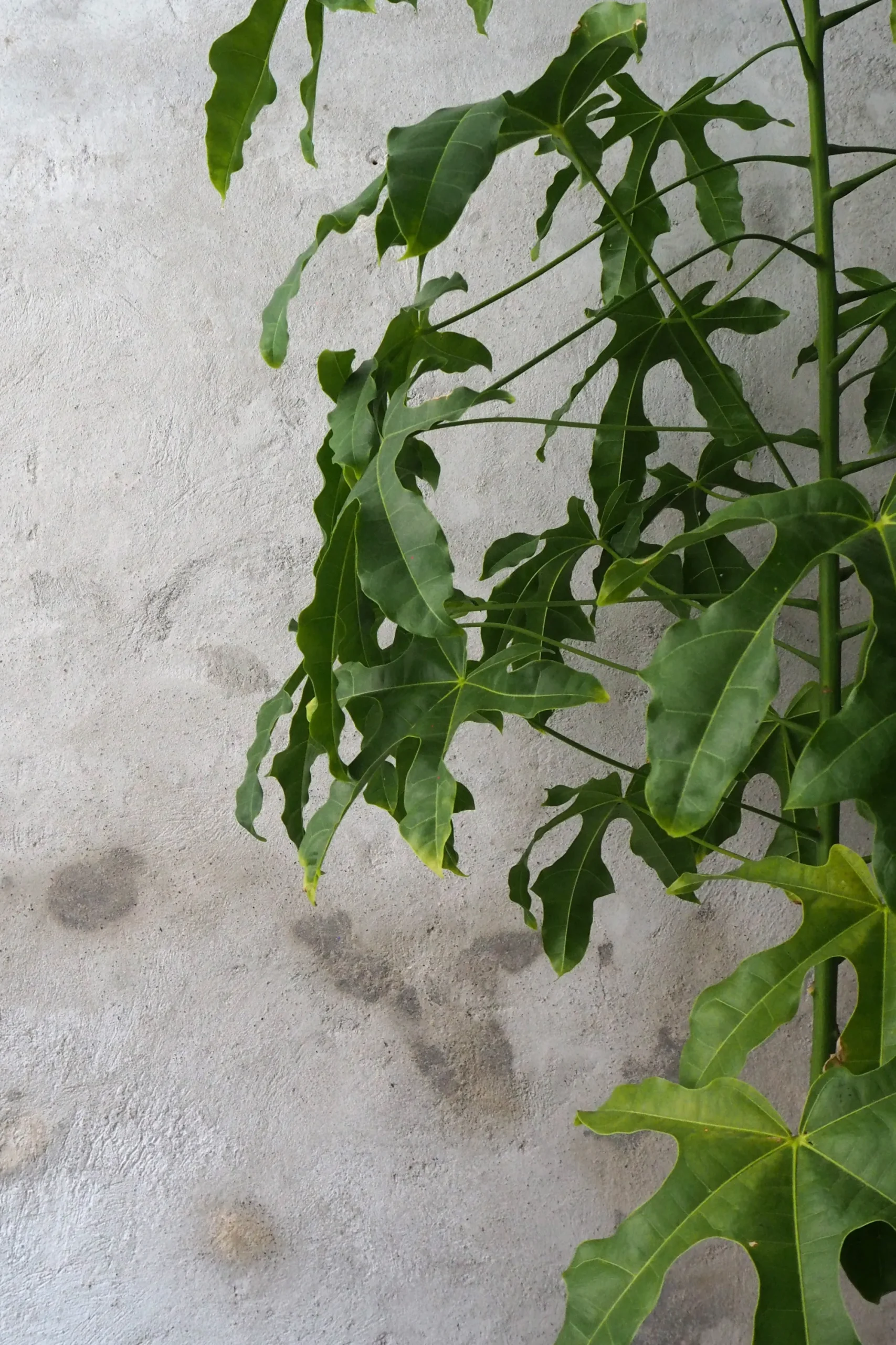 PLANT Kærlighedstræ (fingerblad) stor I Outlet