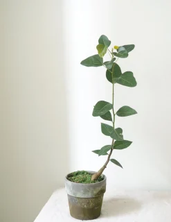 PLANT Kærlighedstræ (Hjerteblad) Outlet