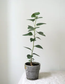 PLANT Kærlighedstræ (Hjerteblad) Outlet