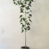 PLANT Kærlighedstræ (Hjerteblad) medium I Online