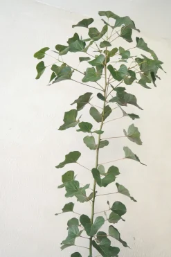 PLANT Kærlighedstræ (Hjerteblad) medium I Online