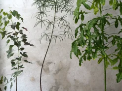 PLANT Kærlighedstræ (hjerteblad) stor