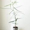 PLANT Kærlighedstræ (Stjerneblad) Outlet