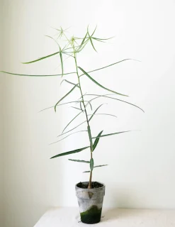PLANT Kærlighedstræ (Stjerneblad) Outlet