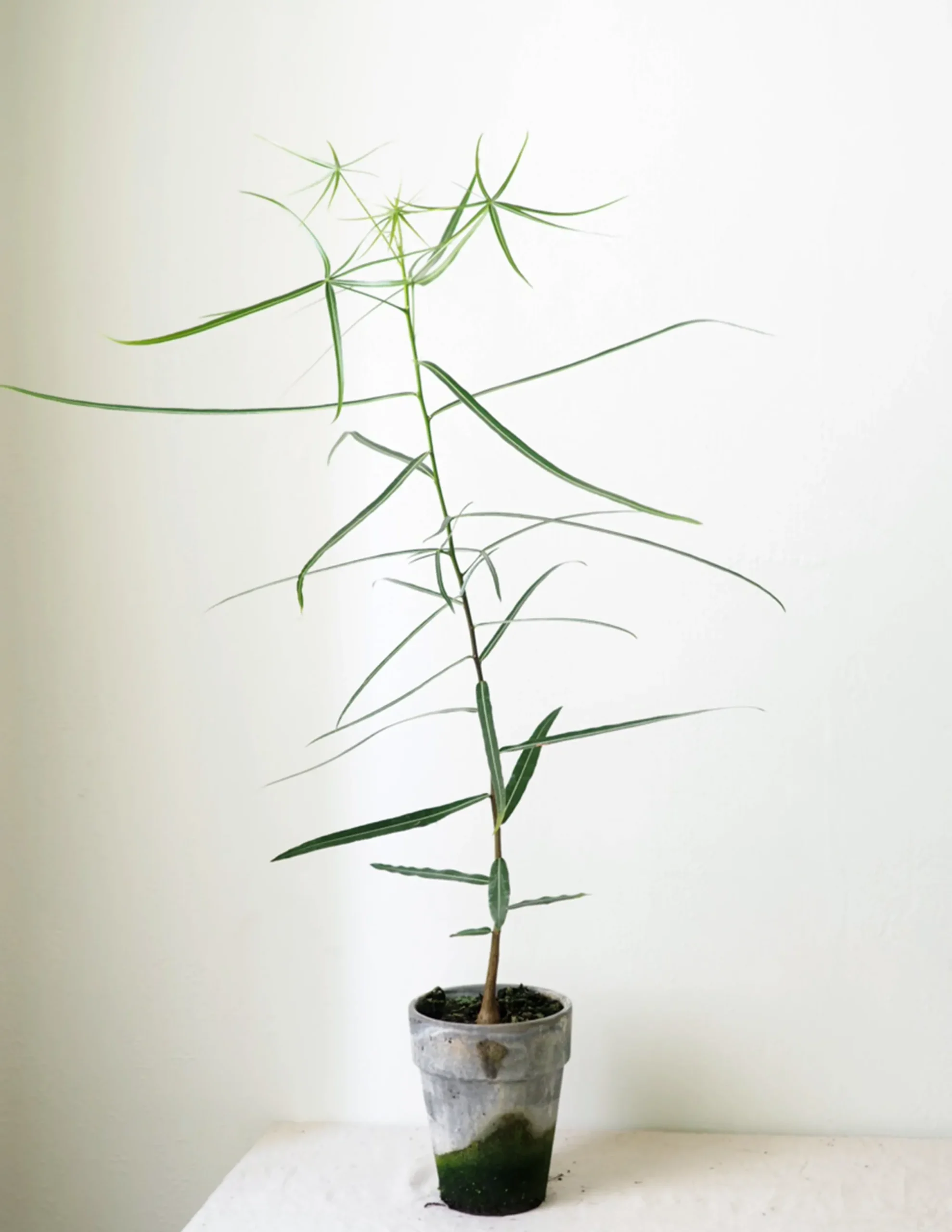 PLANT Kærlighedstræ (Stjerneblad) Outlet