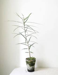 PLANT Kærlighedstræ (Stjerneblad) Outlet