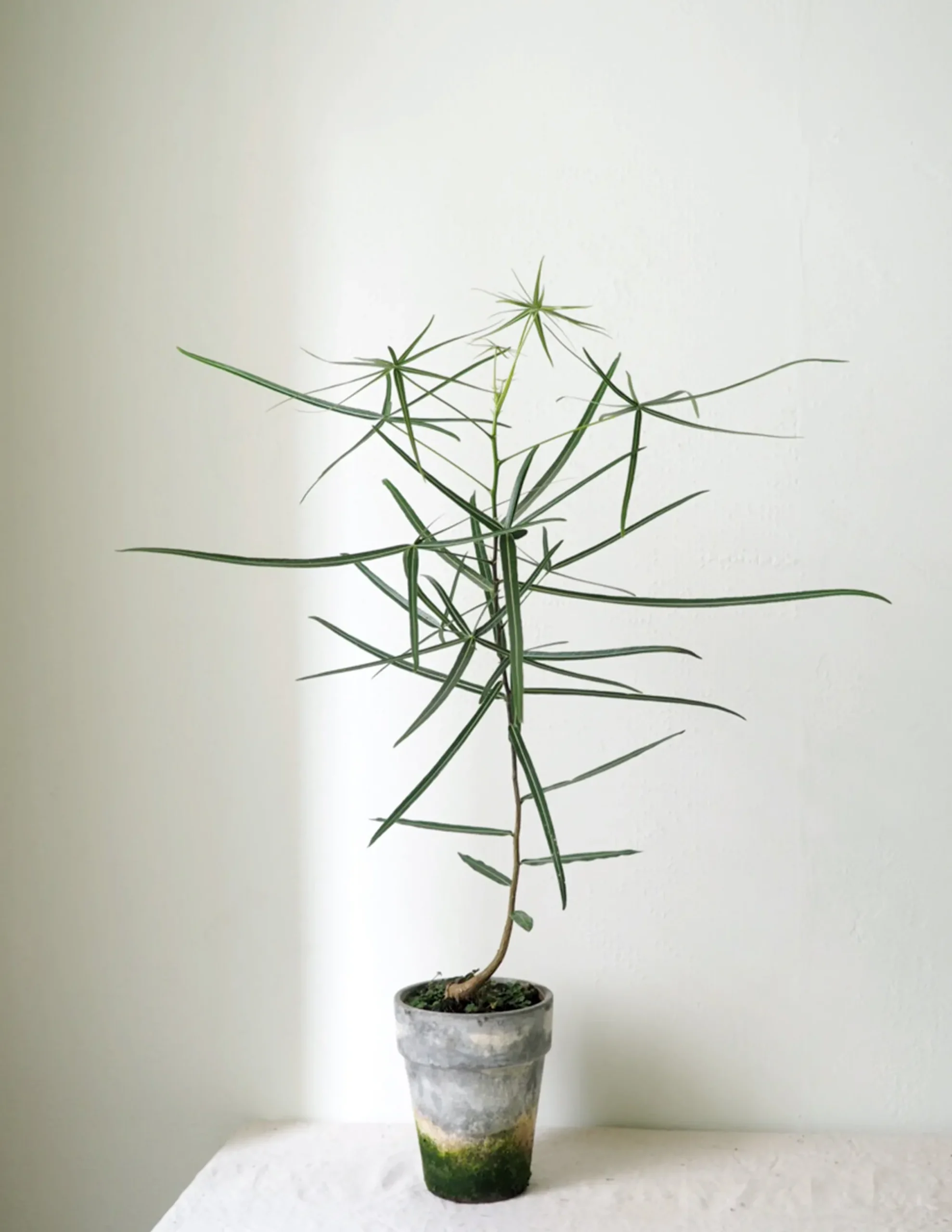 PLANT Kærlighedstræ (Stjerneblad) Outlet