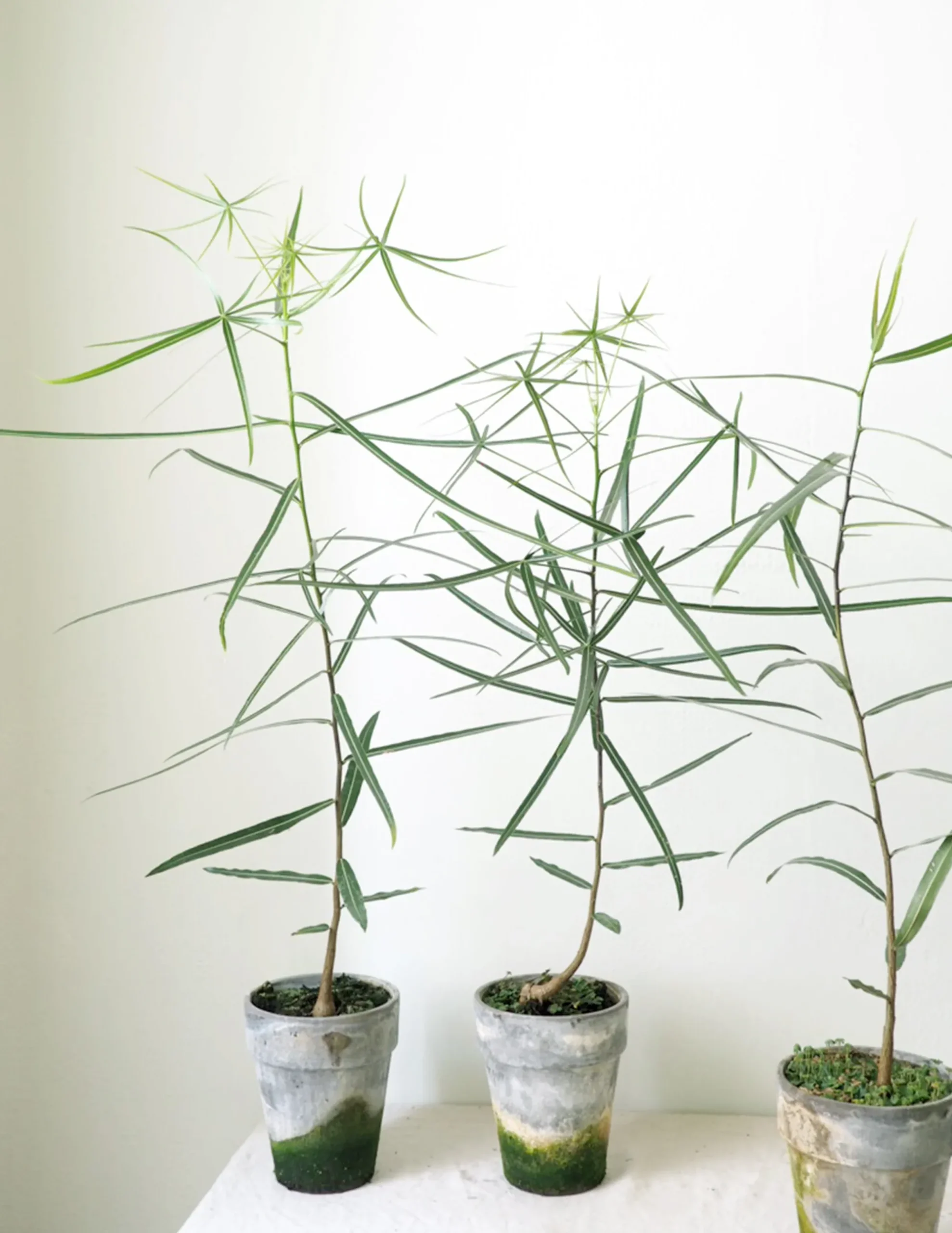 PLANT Kærlighedstræ (Stjerneblad) Outlet