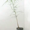 PLANT Kærlighedstræ (Stjerneblad) medium Discount