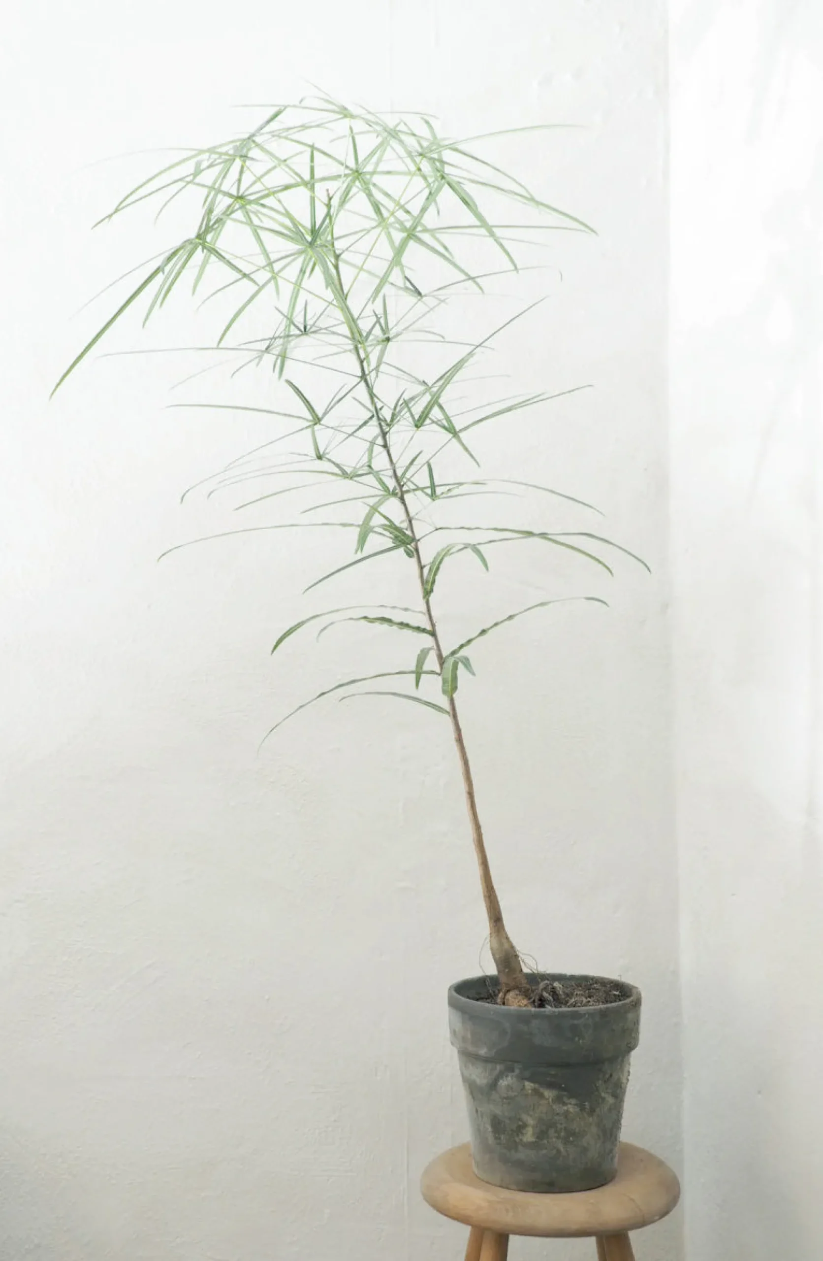 PLANT Kærlighedstræ (Stjerneblad) medium Discount