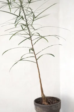 PLANT Kærlighedstræ (Stjerneblad) medium Discount