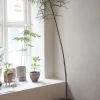 PLANT Kærlighedstræ (Stjerneblad) Stor Discount