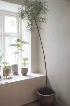 PLANT Kærlighedstræ (Stjerneblad) Stor Discount