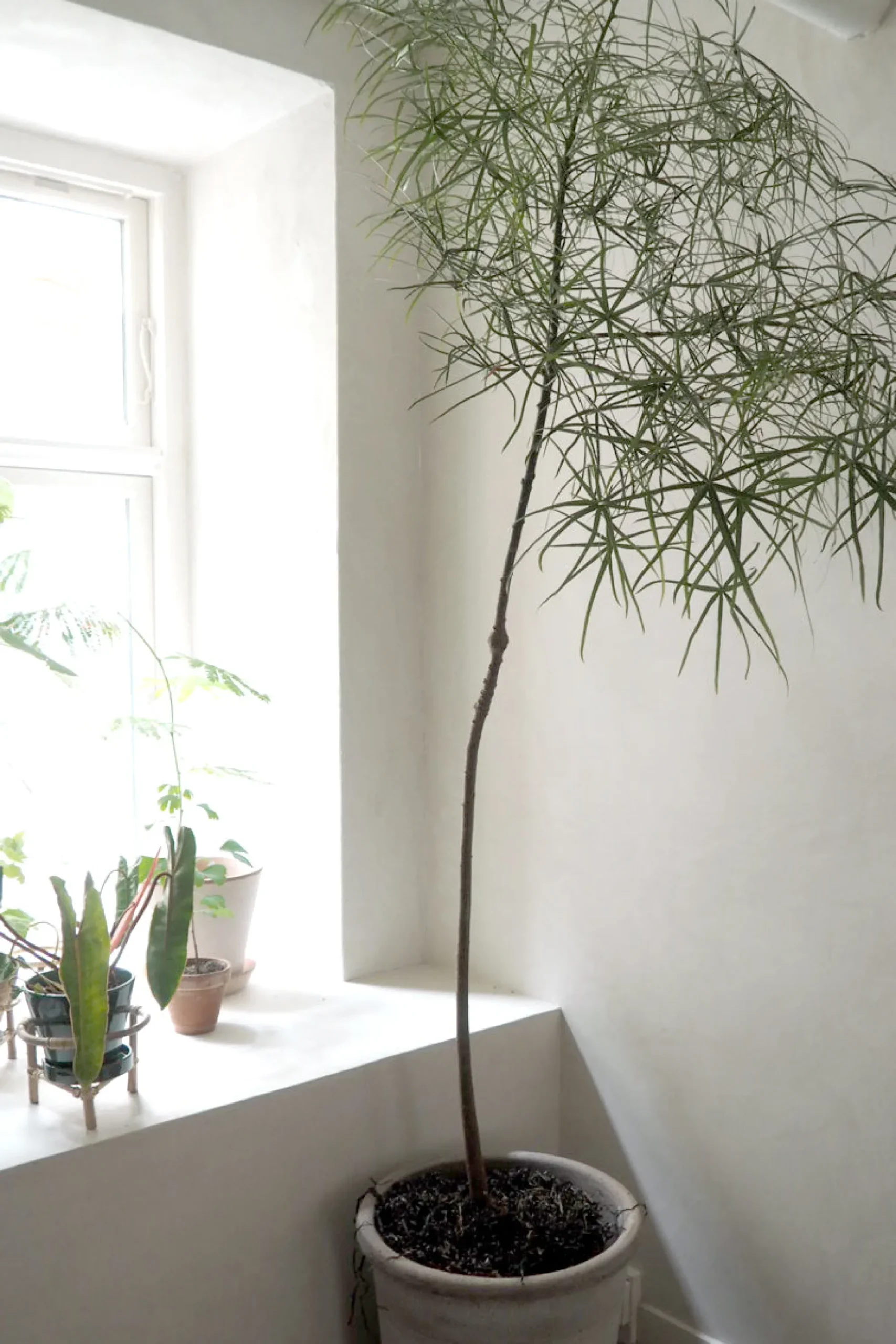 PLANT Kærlighedstræ (Stjerneblad) Stor Discount