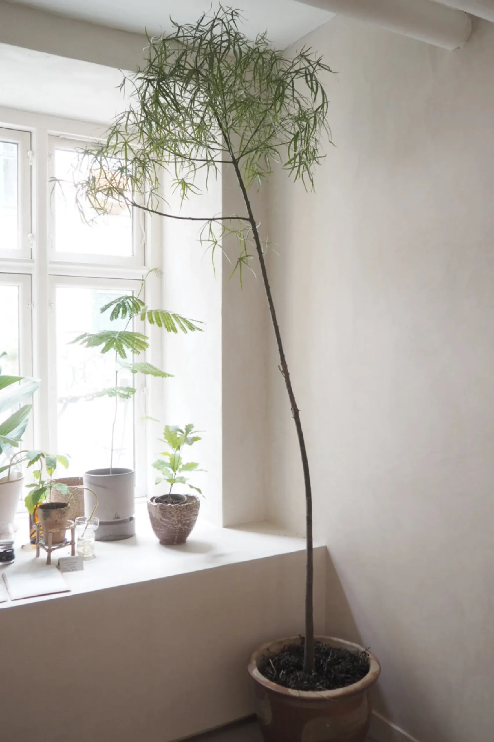 PLANT Kærlighedstræ (Stjerneblad) Stor Discount