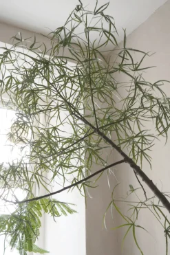 PLANT Kærlighedstræ (Stjerneblad) Stor Discount