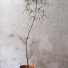 PLANT Kærlighedstræ (Stjerneblad) stor New