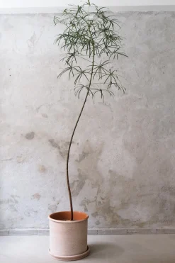 PLANT Kærlighedstræ (Stjerneblad) stor New