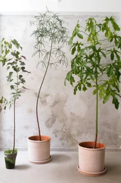 PLANT Kærlighedstræ (Stjerneblad) stor New