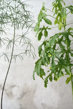 PLANT Kærlighedstræ (Stjerneblad) stor New